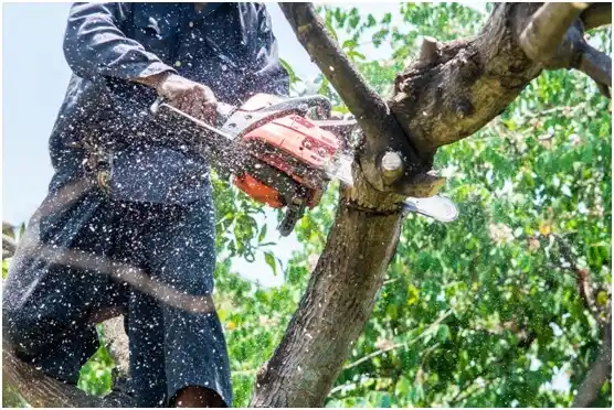tree services Coburg